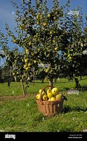 Attēlu rezultāti vaicājumam “Cydonia oblonga”