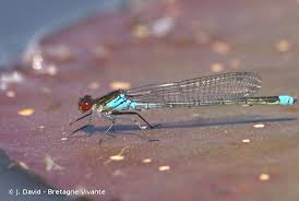 Attēlu rezultāti vaicājumam “Erythromma najas”