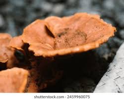 Attēlu rezultāti vaicājumam “Onnia tomentosa”