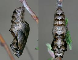 Attēlu rezultāti vaicājumam “Clossiana euphrosyne”