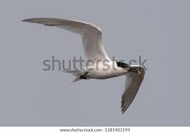 Attēlu rezultāti vaicājumam “Sterna sandvicensis”