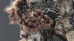 Attēlu rezultāti vaicājumam “Physarum viride var. incanum stalked”