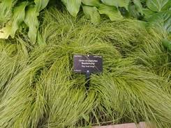 Attēlu rezultāti vaicājumam “Carex caryophyllea flower”