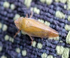 Attēlu rezultāti vaicājumam “Aphrophora salicina”