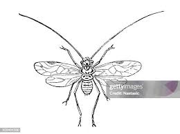 Attēlu rezultāti vaicājumam “Psocoptera”