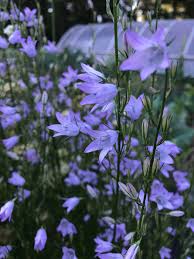 Image result for Campanula rapunculus