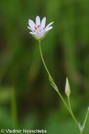 Attēlu rezultāti vaicājumam “Stellaria palustris leaf”