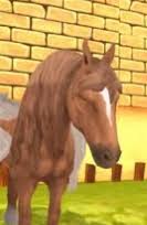 Image result for chestnut friesian