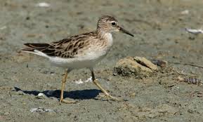 Image result for Calidris subminuta
