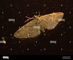 Attēlu rezultāti vaicājumam “Eupithecia pusillata”