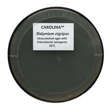 Attēlu rezultāti vaicājumam “Didymium nigripes”