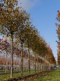 Attēlu rezultāti vaicājumam “Cerasus”