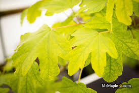 Attēlu rezultāti vaicājumam “Acer campestre leaf”