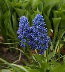 Attēlu rezultāti vaicājumam “Muscari armeniacum flower”