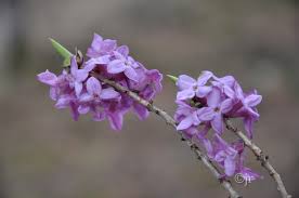 Attēlu rezultāti vaicājumam “Daphne mezereum leaf”