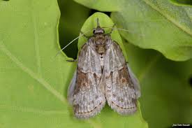 Attēlu rezultāti vaicājumam “Nycteola sp.”