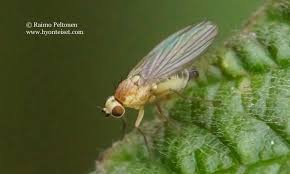 Attēlu rezultāti vaicājumam “Phytomyza ranunculi”