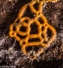 Attēlu rezultāti vaicājumam “Hemitrichia lutescens macro”