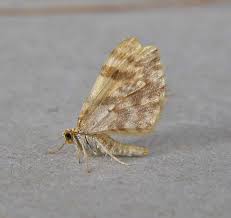 Attēlu rezultāti vaicājumam “Hydrelia flammeolaria”