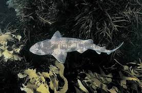 Image result for Cephaloscyllium laticeps