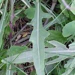 Attēlu rezultāti vaicājumam “Diplotaxis tenuifolia leaf”