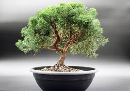 Attēlu rezultāti vaicājumam “Juniperus chinensis”