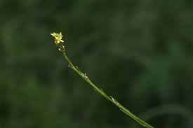 Attēlu rezultāti vaicājumam “Sisymbrium volgense flower”