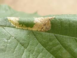 Attēlu rezultāti vaicājumam “Phyllonorycter nicellii”