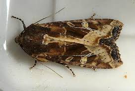 Attēlu rezultāti vaicājumam “Celaena leucostigma”