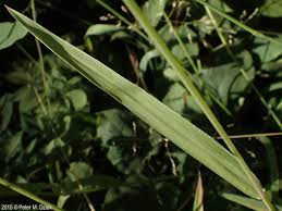 Attēlu rezultāti vaicājumam “Milium effusum”