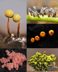 Attēlu rezultāti vaicājumam “Physarum pezizoideum spores”