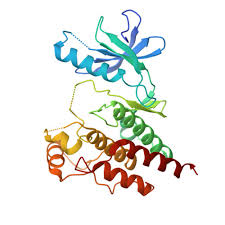 Image result for b%FD%E7ak anatomisi