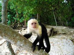 Image result for cahuita costa rica