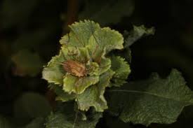 Attēlu rezultāti vaicājumam “Rhabdophaga rosaria”