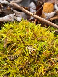 Attēlu rezultāti vaicājumam “Callicladium haldanianum”