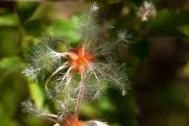 Attēlu rezultāti vaicājumam “Clematis fruit”