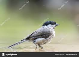 Attēlu rezultāti vaicājumam “Sylvia atricapilla male”