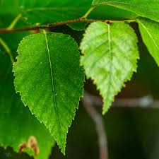 Attēlu rezultāti vaicājumam “Betula papyrifera”
