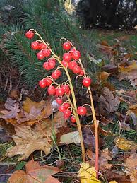 Attēlu rezultāti vaicājumam “Convallaria majalis fruit”