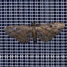 Attēlu rezultāti vaicājumam “Eupithecia icterata female”