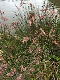 Attēlu rezultāti vaicājumam “Holcus lanatus  flower”