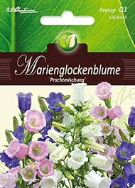 Image result for Marienglockenblumen