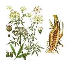 Attēlu rezultāti vaicājumam “Cicuta virosa”