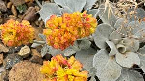 Attēlu rezultāti vaicājumam “Carex globularis flower”