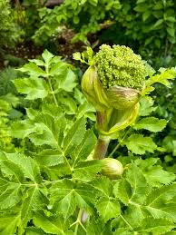 Attēlu rezultāti vaicājumam “Angelica archangelica leaf”