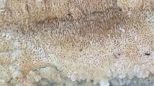 Attēlu rezultāti vaicājumam “Phlebia rufa”