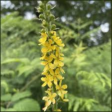 Attēlu rezultāti vaicājumam “Agrimonia eupatoria”
