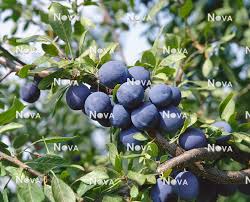 Attēlu rezultāti vaicājumam “Prunus domestica subsp. insitita fruit”