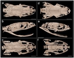 Attēlu rezultāti vaicājumam “Badhamia bethelii stalked”