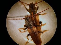 Attēlu rezultāti vaicājumam “Tetropium fuscum”